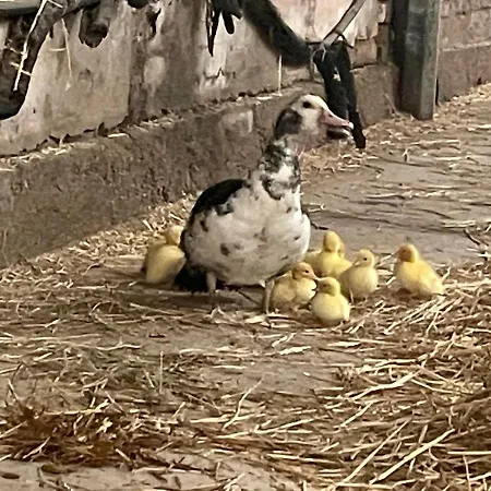 Aux Sabots De Vent Campsite