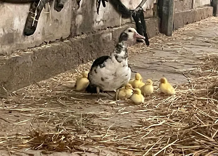 Aux Sabots De Vent Campsite